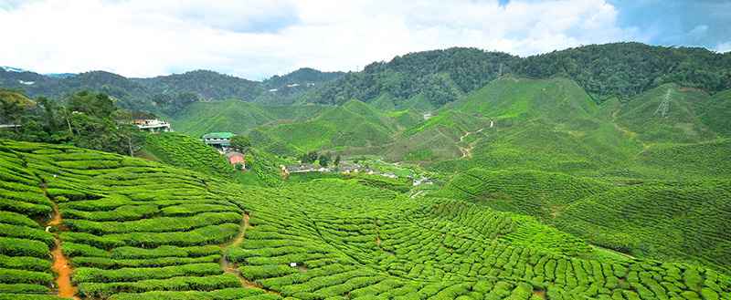 真心看台灣 統喜茶業 張連發 茶博士專訪